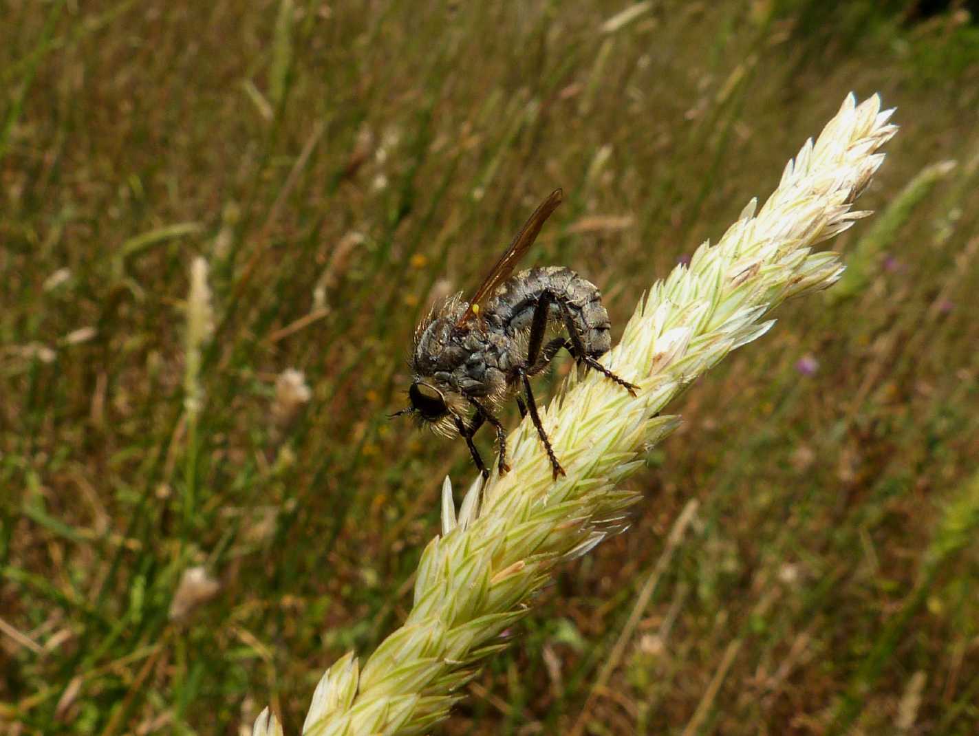 Asilidae in deposizione